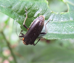 Cortodera humeralis