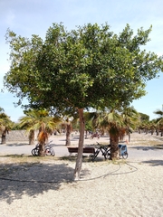 Ficus retusa