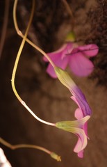 Oxalis smithiana