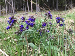 Pulmonaria australis