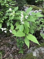Philadelphus caucasicus