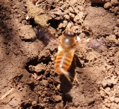 Megachilini