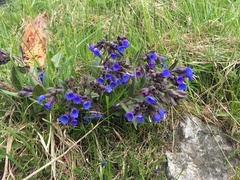 Pulmonaria australis