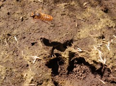 Megachilini