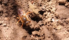 Megachilini