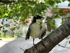 Parus major