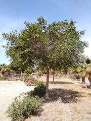 Ficus retusa
