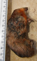 Amblysomus hottentotus