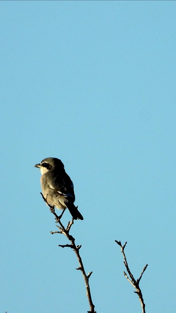 Iberian Grey Shrike