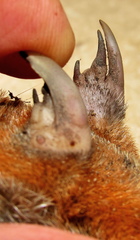 Amblysomus hottentotus