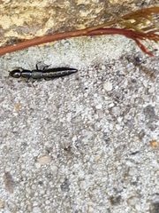 Thyreocephalus