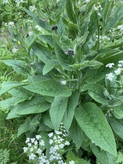 Symphytum officinale