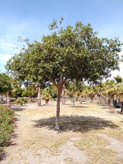 Ficus retusa