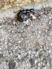 Thyreocephalus