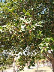 Ficus retusa