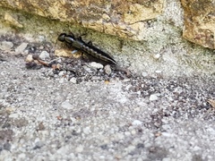 Thyreocephalus
