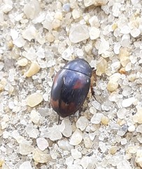 Sphaeridium scarabaeoides