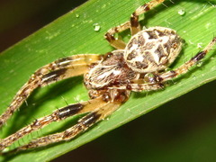 Neoscona adianta