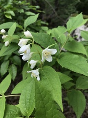 Philadelphus caucasicus