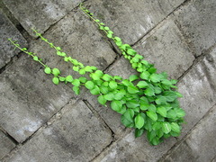 Celastrus flagellaris