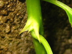 Celastrus flagellaris