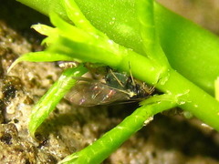 Celastrus flagellaris