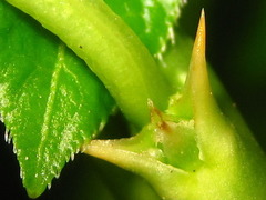 Celastrus flagellaris