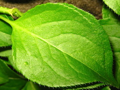 Celastrus flagellaris