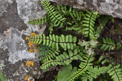 Asplenium azomanes