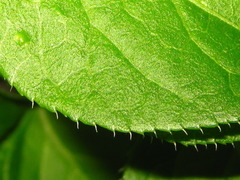 Celastrus flagellaris