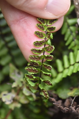 Asplenium azomanes