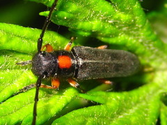 Phytoecia rufiventris