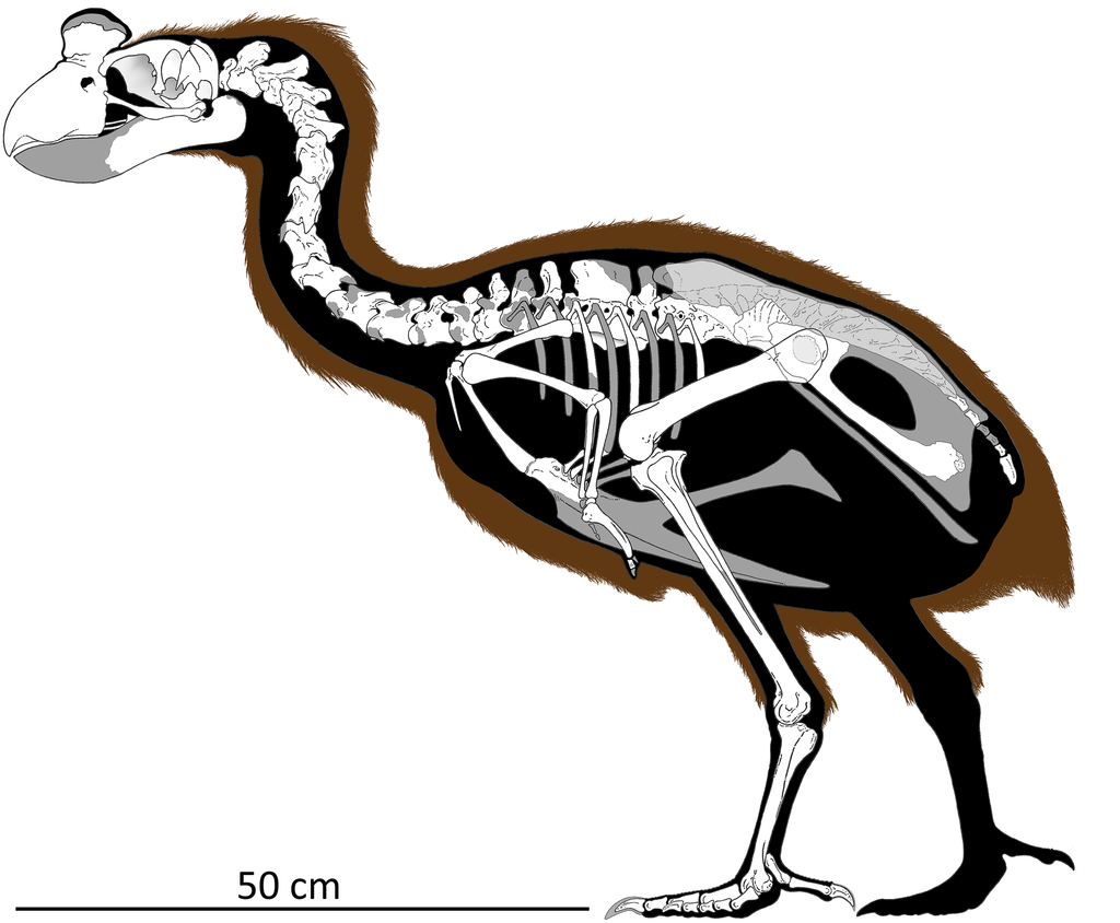 Sylviornis