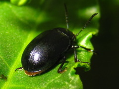 Gastrophysa atrocyanea