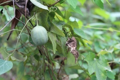 Aristolochia debilis