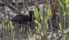 Plegadis falcinellus