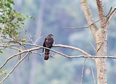 Hierococcyx sparverioides