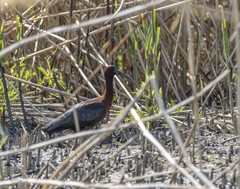 Plegadis falcinellus