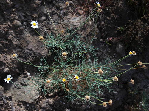 Argyranthemum frutescens subsp. foeniculaceum image