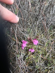 Pedicularis sylvatica