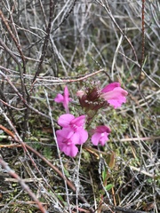 Pedicularis sylvatica