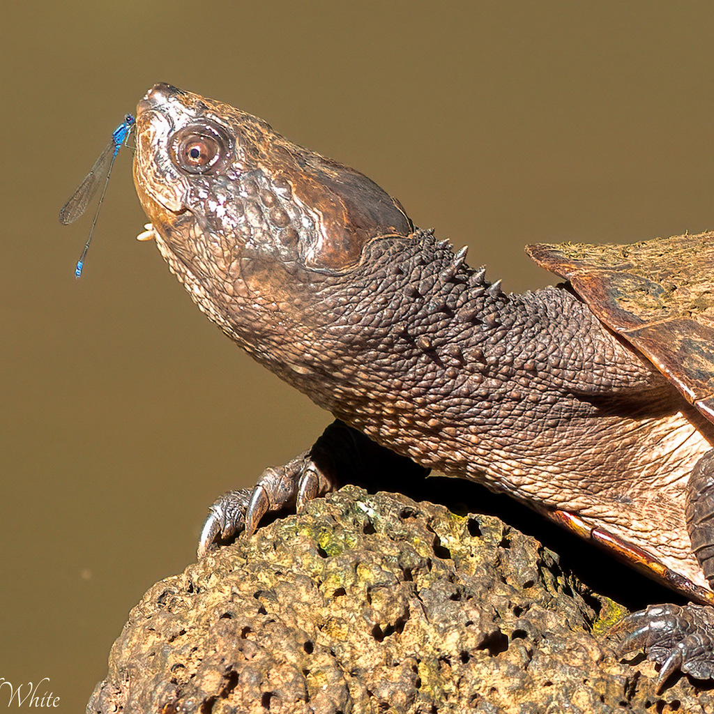 Eastern Sawshelled Turtle from Yungaburra QLD 4884, Australia on May