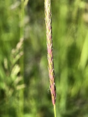 Alopecurus myosuroides