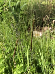 Alopecurus myosuroides