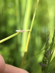 Alopecurus myosuroides