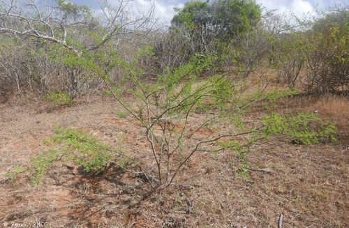 Vachellia farnesiana image