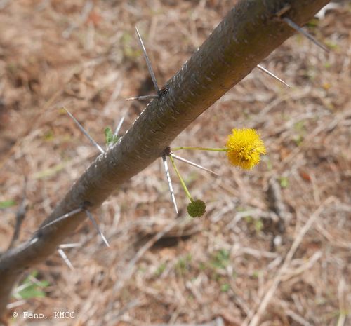 Vachellia image