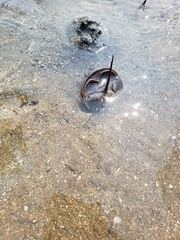 Tachypleus tridentatus