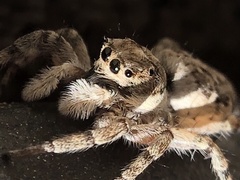 Menemerus semilimbatus