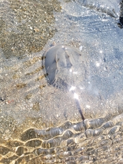 Tachypleus tridentatus